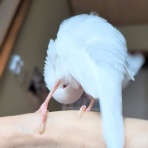 白文鳥のぴーちゃんの記録