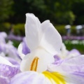 馬見丘陵公園の花菖蒲と紫陽花２０２６