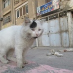 カイロ～天使たちの暮らす街～