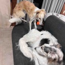 新しいオモチャと戦う！