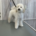 トリミングのお便り