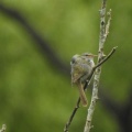 ウグイス鳴いてました