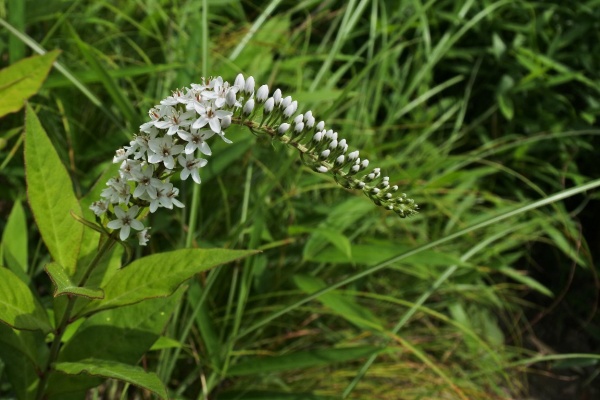 漱石枕流 オカトラノオ属