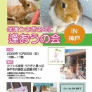 保護うさぎ譲渡会 保護うさぎさんに逢おうの会in神戸【10/25】