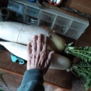 2週間の違いが^^;