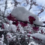 僧侶でアナウンサー川村妙慶の日替わり法話