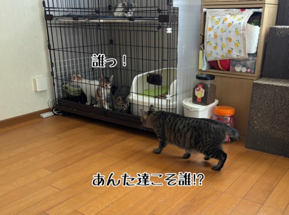 初対面のオトナ猫さま達の反応