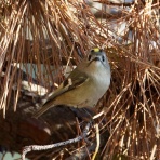 お城と淀川の鳥撮り記