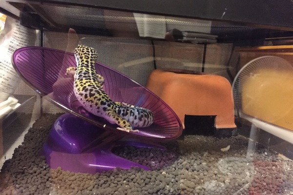 リケジョ 爬虫類を飼う ヒョウモントカゲモドキ