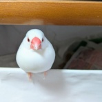 白文鳥のぴーちゃんの記録