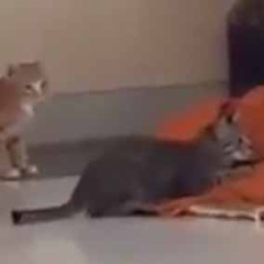 【子ネコ】 僧侶がお祈りをしていた。このこのぉ！ていてい！ → 子猫たちは自由です…