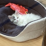 群馬県伊勢崎市　ワンラブ　カインズ伊勢崎店ブログ