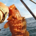 【有明海】春の乗っ込みタイラバと根魚釣り