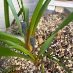 ぽぽちゃんのどりーむずかむとぅるー♪