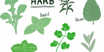 【報告者が…】家の南側に小さな庭があって、道路に面してる。そこに食べる目的でハーブ系を育ててたんだけど、よその犬が散歩中にハーブ畑に入り込んで…