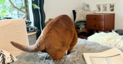 ひめちゃんが、フワフワを掘った