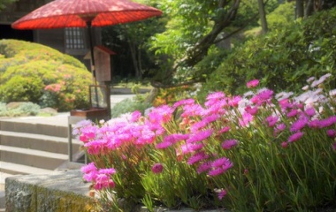 『続・初夏の風　２　松葉菊』の画像