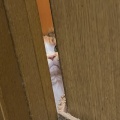 正体はなに？