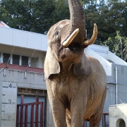 雪が降ってきた♪