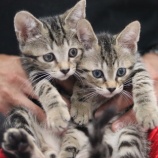 『7月31日(日)本日譲渡会です』の画像