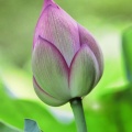 2025 鹿央 里やま花めぐり～蓮