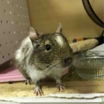 ガーデニング講師yukkoのつぶやき日記