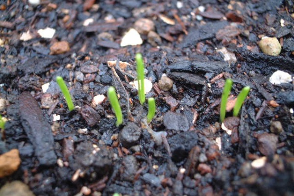 プランターで野菜日記 ネギ ワケギ