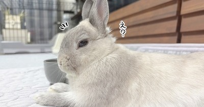 うさぎのルリ(7/20追記)