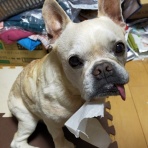 ﾌﾚﾝﾁﾌﾞﾙﾄﾞｯｸﾞまさお日記