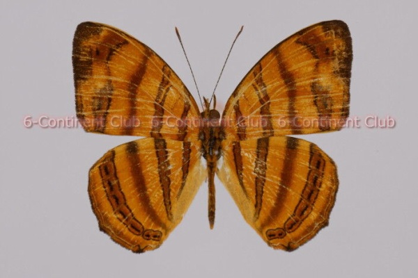 3822815a.jpg