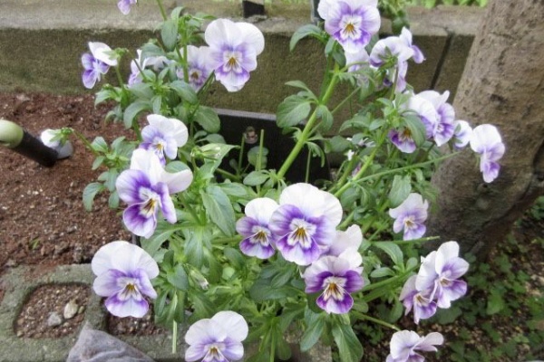 こそっと菜園 パンジー ビオラ