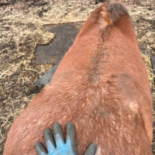 馬とニャンコと男と女