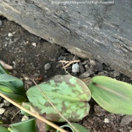 【今日の花】美しいだけじゃなくロマンが詰まってる♪そして我が家に奇跡が！