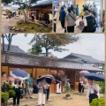 芳春院盆栽日記・76