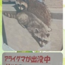 アライグマ出没中！？