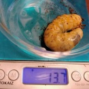 2025年幼虫　♀最終ボトルへ①／自作マットで思惑通りの微増