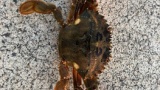 🦀😮カニ釣れたけど何カニ？（※画像あり）