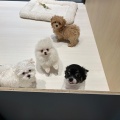 🐶なかよしパピー🐶