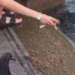 お姉さんが水辺でカメに餌をあげていた。鳥や魚たちもいっぱい集まってくる → ファッ！？…