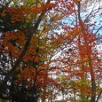 山岳移動の香り