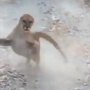 【動画】ハイキング中の男性がピューマに遭遇！ → 約6分間も追跡され、恐怖を感じてしまう… 「背を向けたら死ぬ」