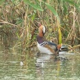 2025年10月21日の野鳥公園