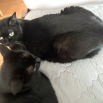 おそらくその平凡こそ幸せ　猫と私と家族の日常