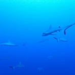 石垣島ダイビングブログ