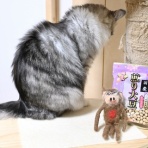 猫とふたり暮らし～evaとaiaiの日常～