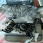 にゃんズの母（認知症と猫とわたし）