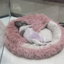 365682 チワワ♀🐶🐾