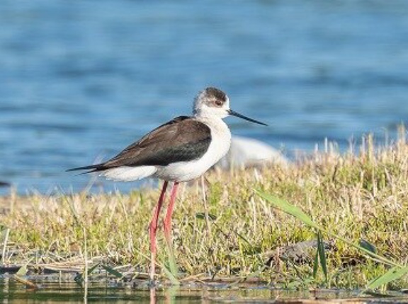 2026年5月1日の野鳥公園