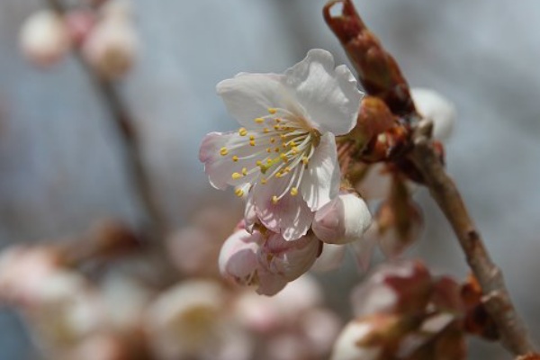 植物のある暮らし 木の花