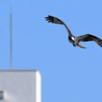 Tokyo_wildbirdpark_blog